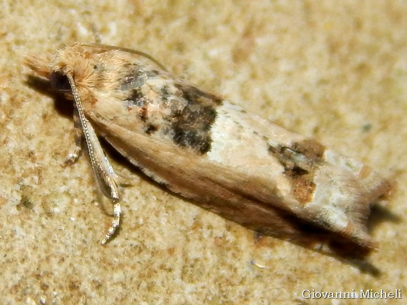 Tortricidae da ID